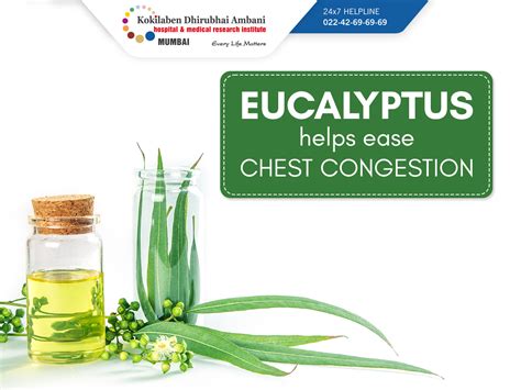 Eucalyptus helps ease chest congestion