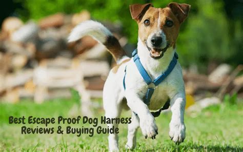 The 5 Best Escape Proof Dog Harness | Reviews & Buying Guide