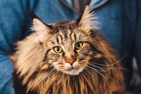 All About Maine Coon Cats - happypurr.com