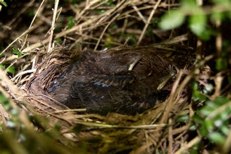 Mr Evil's Realm - Photographs - Blackbird Nest