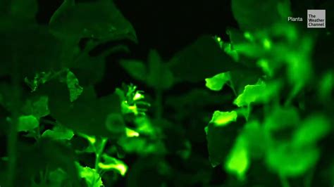 Scientists Create Brightest Glow-in-the-Dark Plants Ever Seen - Videos ...