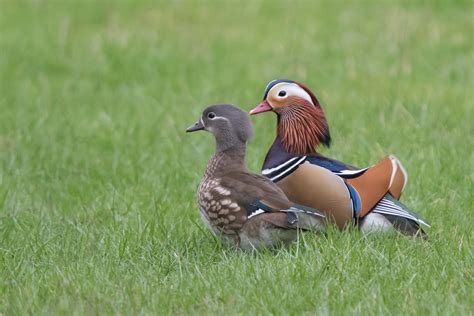 Mr and Mrs | These are male and female Mandarin Ducks, photo… | Flickr