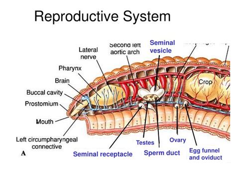 PPT - Annelids PowerPoint Presentation - ID:6750508