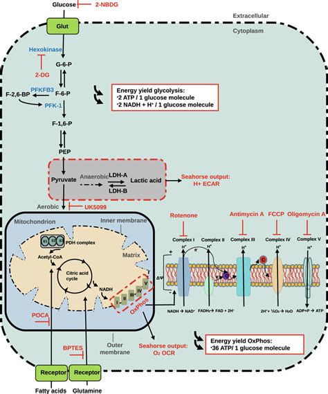 Cellular glycolysis and oxidative phosphorylation. Glycolysis and ...