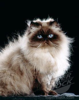 Seal Point Himalayan Cat