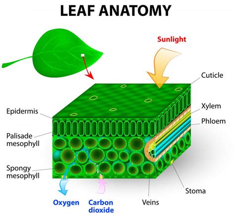 Plant Leaf Diagram Labeled