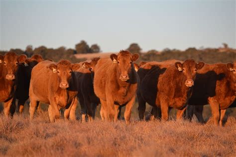 South Devon - Cattle International Series | South devon, Cattle, Devon