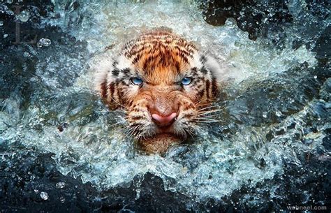 30 Best Award Winning Wildlife Photography Examples from Around the World