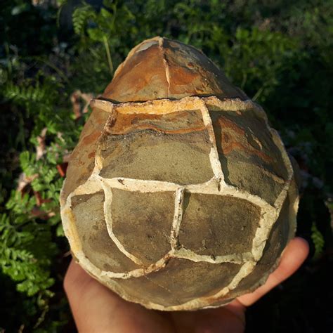 Whole Septarian Nodule|Untreated Rough Septarian Fossil Specimen|Dragon Stone|Dragon Heart ...