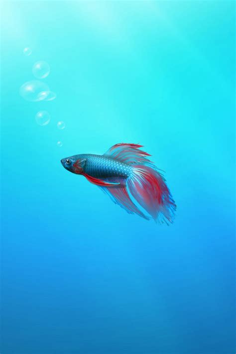 Betta Fish iPhone Wallpaper - WallpaperSafari