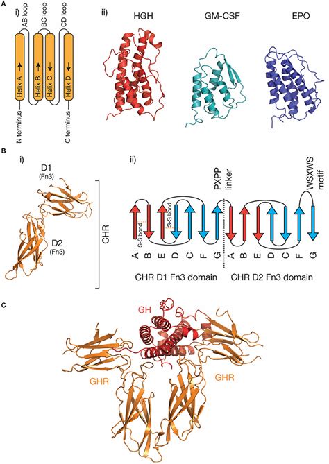 Frontiers | Structural Understanding of Interleukin 6 Family Cytokine ...