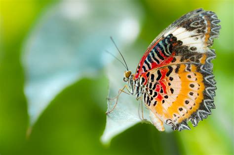 Red Lacewing butterfly by Nick Abel - Photo 112234259 / 500px