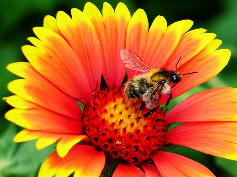 Jasmine Wade: Bees Pollinating Flowers Images / Pollinator High Res Stock Images Shutterstock ...