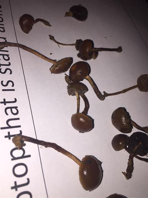 Could these be psilocybe fimetaria? ( south wales ) : r/Mushrooms