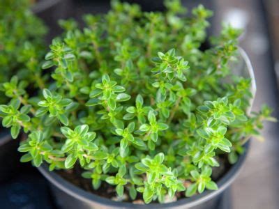 Information On Thyme Growing Indoors