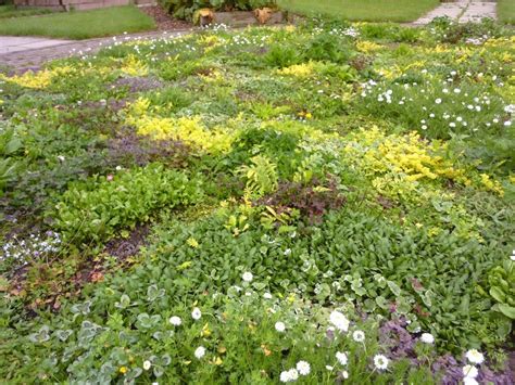 The tapestry lawn at Myerscough College | Lawn alternatives, Grasses ...