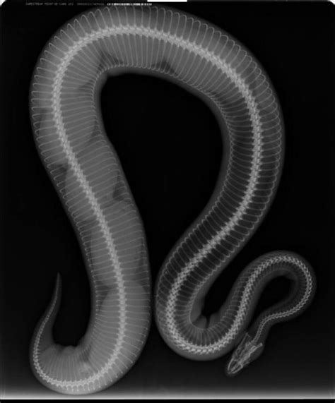 Gravid Ball Python X-Ray : r/snakes