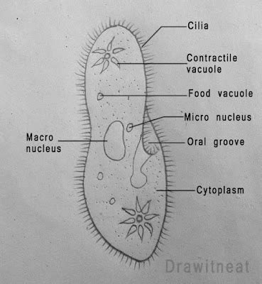 DRAW IT NEAT : How to draw Paramecium