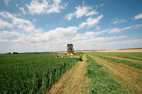 Green Forage Harvesting Stock Photo - Download Image Now - iStock