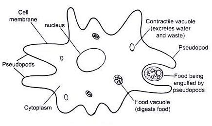 Nutrition in Amoeba: Holozoic Nutrition, Process of Nutrition