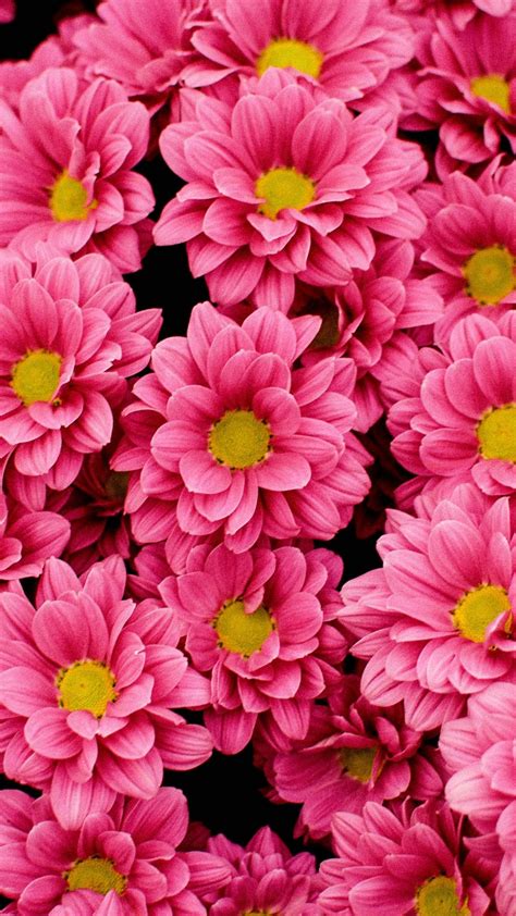 Bright, pink flowers wallpaper | Pink flowers wallpaper, Pink flowers ...