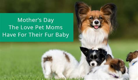 Mother’s Day – The Love Pet Moms Have For Their Fur Baby