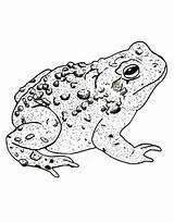 Toad Coloring Pages Free Printable PDF sketch template