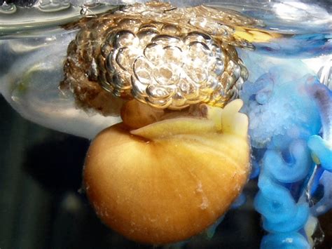 Pictures: How Bubble-Rafting Snails Evolved