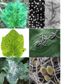 Plant Pathogen Tests - Creative Diagnostics