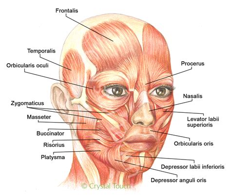 Anatomy Of Chin - Anatomical Charts & Posters