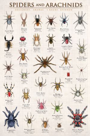 Spiders & Arachnids Photo - at AllPosters.com.au