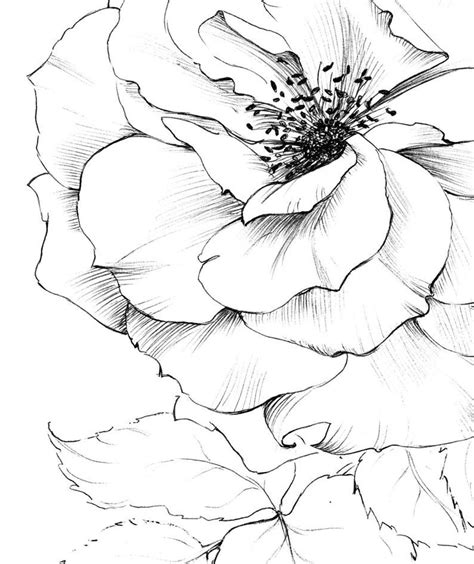 Rose Art Sketch New York flower June birth flower clipart | Etsy Polska ...