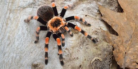 Tarantulas | National Wildlife Federation