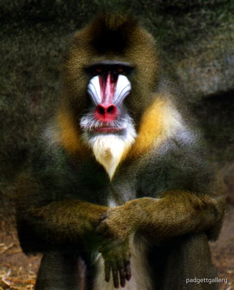 "Mandrill Baboon" by Benjamin Padgett | Redbubble