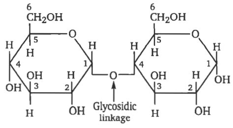 α - maltose consists of - Tardigrade