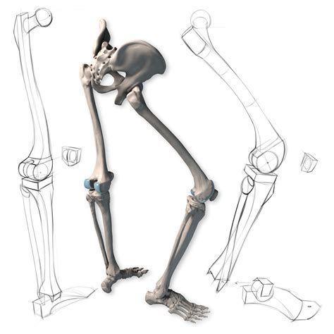 Leg bone demonstration. Get more examples at proko.com/anatomy! #3ddrawings | 라이프 드로잉, 해부학 그림, 해부학