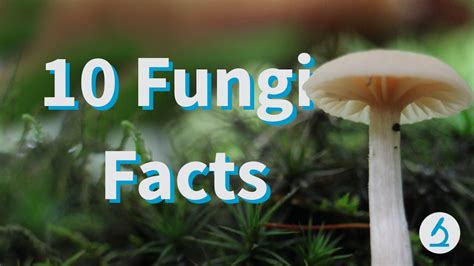 10 Fantastic Fungi Facts! 🍄 - YouTube