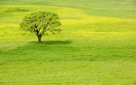 🔥 [40+] Green Green Meadow Wallpapers | WallpaperSafari