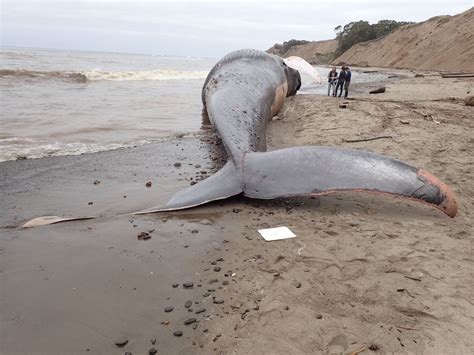 Blue whale found beached in Bolinas died from collision with ship - SFGate