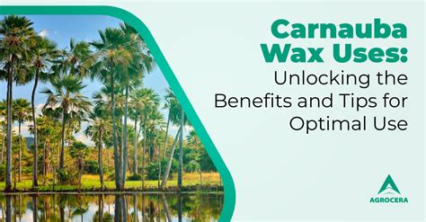 Carnauba Wax Uses: Benefits and Tips for Optimal Use