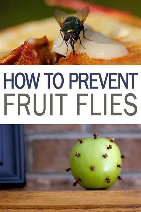 How to Prevent Fruit Flies - 101 Days of Organization | Get Rid of Fruit Flies in the House ...