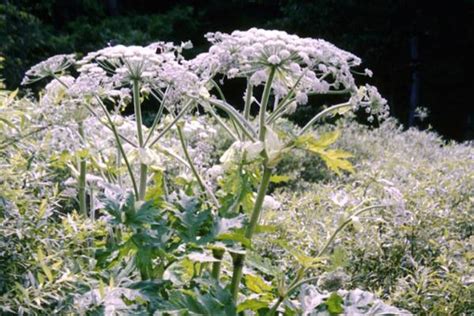 Giant Hogweed Bulletin E-2935 - Plant & Pest Diagnostics