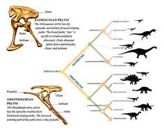 25 Theropoda ideas | dinosaur, paleontology, prehistoric animals