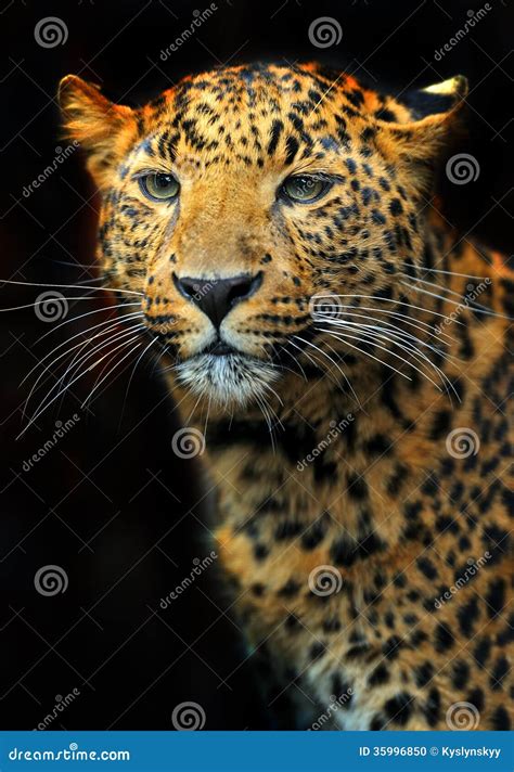 Leopard stock photo. Image of wildlife, animal, clever - 35996850