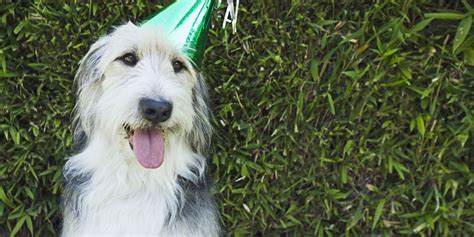 How To Celebrate Your Dog's Birthday - On your dog's birthday, it ...