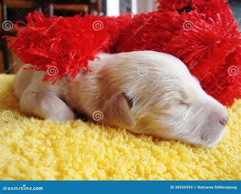 Funny dog stock image. Image of cute, animal, funny, puppy - 38356993