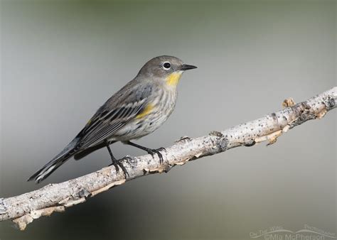 Migrating Yellow-rumped Warblers – Mia McPherson's On The Wing Photography