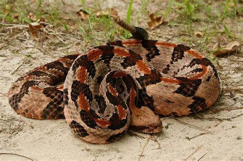 Canebrake Rattlesnake | Venomous animals, Reptile snakes, Rattlesnake