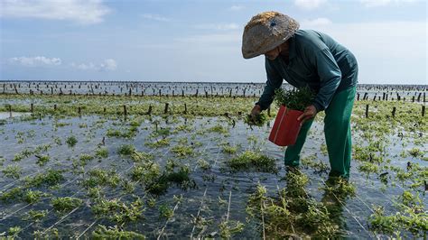 Seaweed Farming Could Help Battle Climate Change - EcoWatch