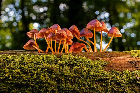 Mushroom Forest Wallpaper